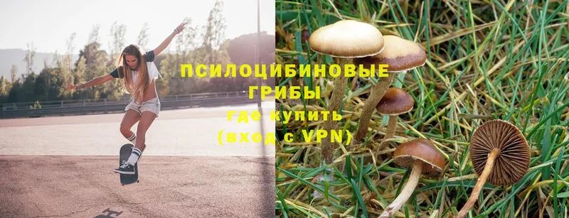 дарнет шоп  Отрадная  Галлюциногенные грибы Cubensis 